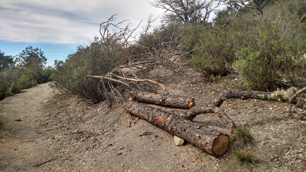 Shortcut covered up to stop erosion and allow regeneration of flora!